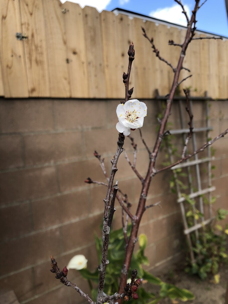 Apricot Blossom! by loweygrace