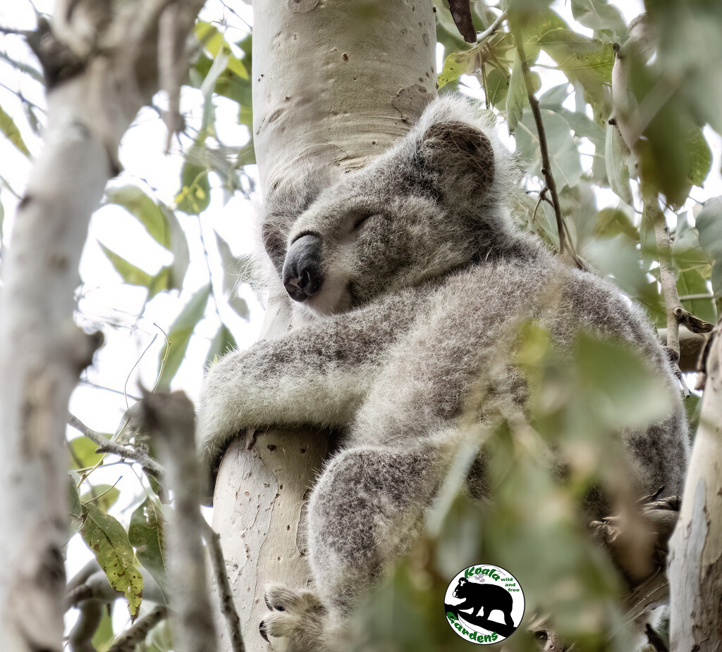 sleep in Grace by koalagardens