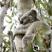 sleep in Grace by koalagardens