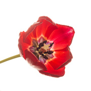 14th Feb 2023 - 02-14 - Backlit tulip