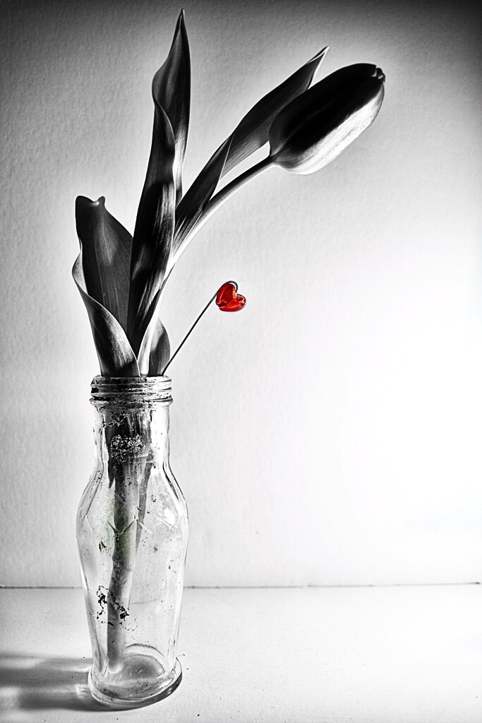 Tulip by wakelys