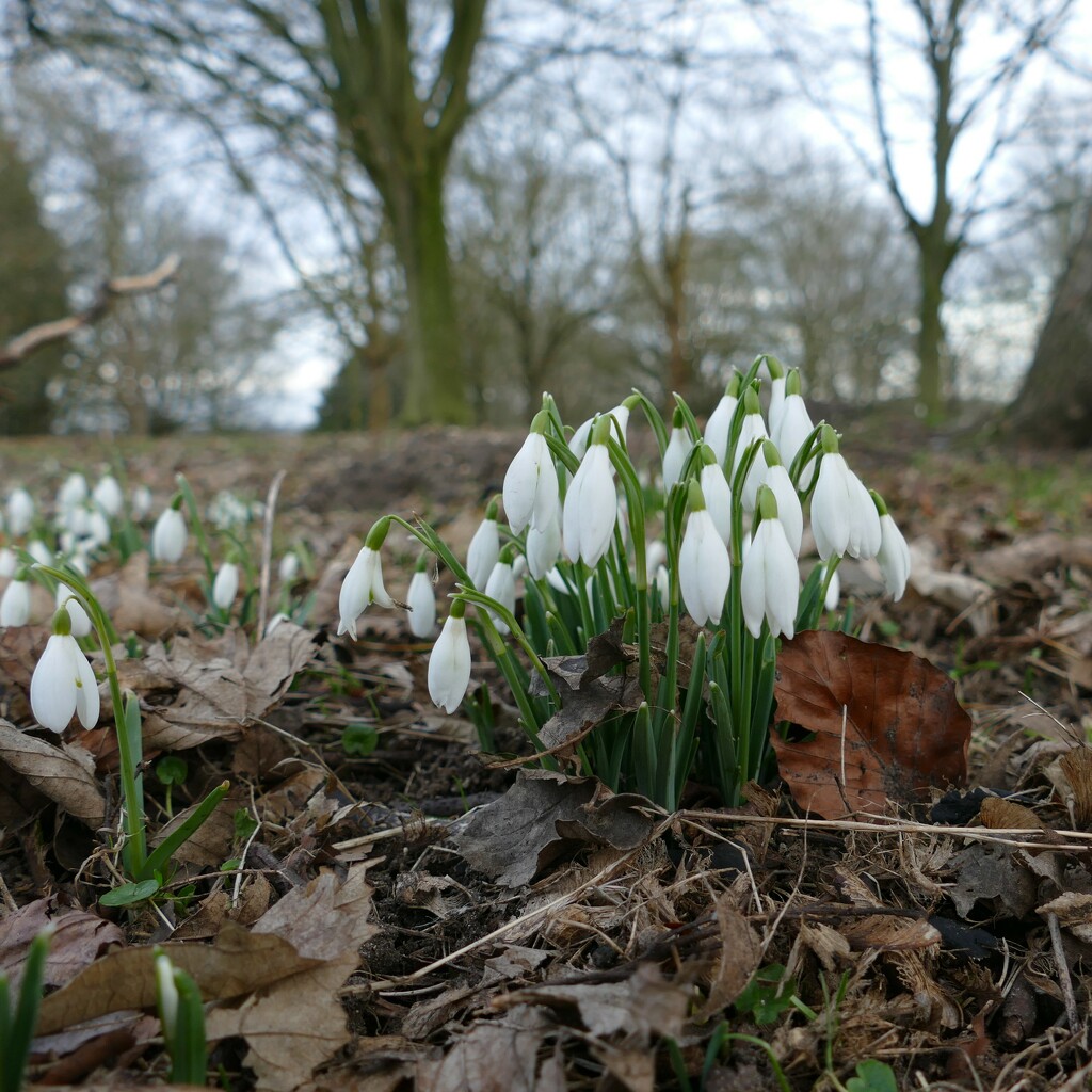 snowdrops by cam365pix