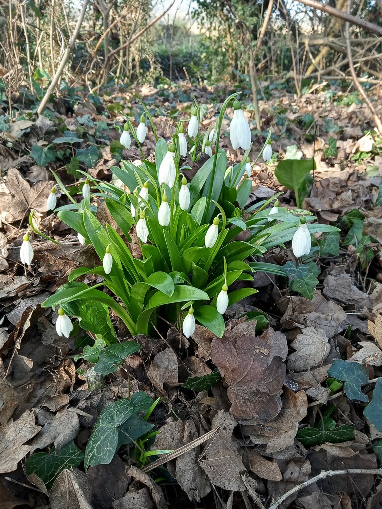 The first snowdrops  by 365projectorgjoworboys
