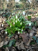 14th Feb 2023 - The first snowdrops 