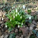 The first snowdrops  by 365projectorgjoworboys