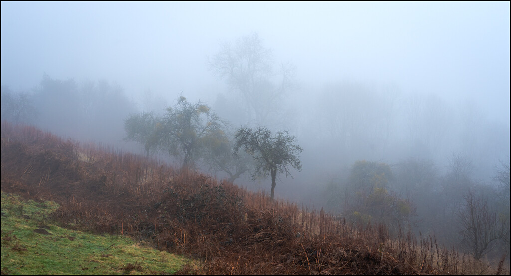 Foggy walk by clifford