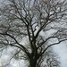 Magnificent Beech tree. by grace55