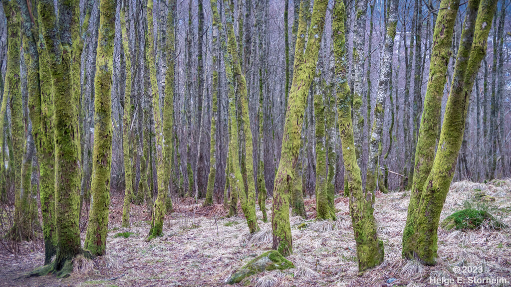 Mossy tree trunks by helstor365