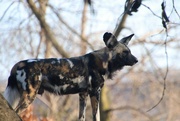 6th Feb 2023 - African Painted Dog