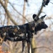 African Painted Dog by randy23