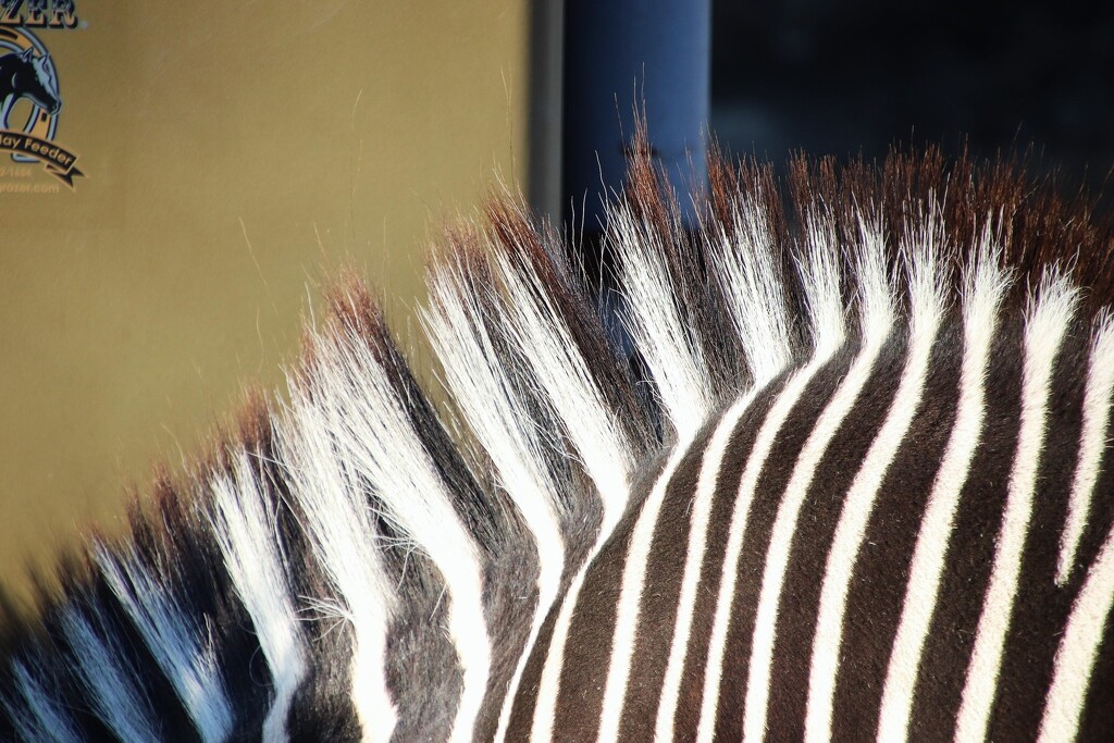 Zebra Mane  by randy23