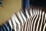 8th Feb 2023 - Zebra Mane 