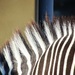 Zebra Mane  by randy23