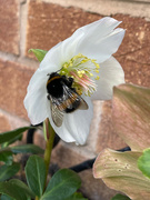 14th Feb 2023 - Bumble Bee