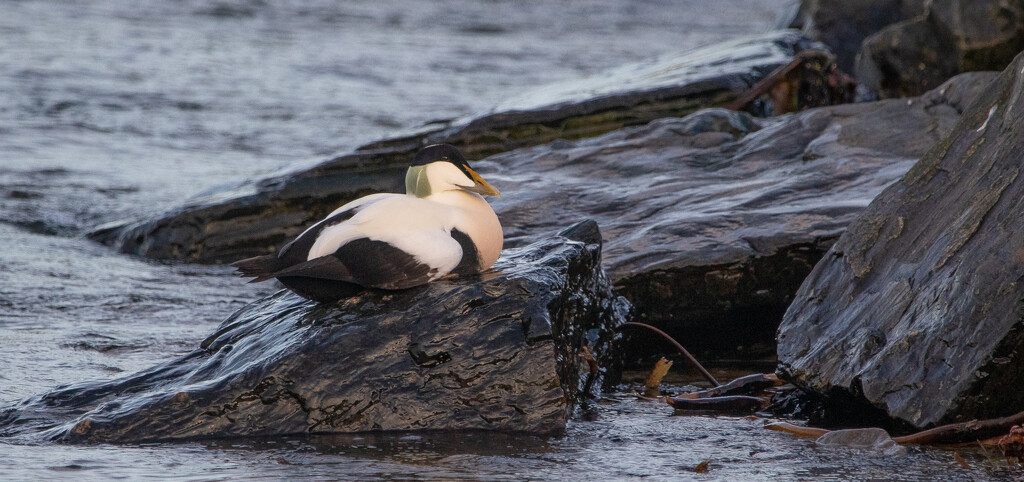 Eider at Leebitton by lifeat60degrees
