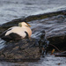Eider at Leebitton by lifeat60degrees