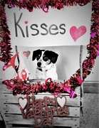 14th Feb 2023 - Moose Kisses 