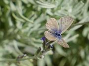 14th Feb 2023 - Blue butterfly in Reid’s Garden