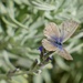 Blue butterfly in Reid’s Garden by orchid99