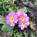 Pink Primula by philm666