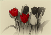 14th Feb 2023 - Red Tulips