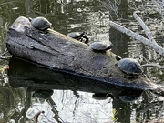 14th Feb 2023 - Turtles in arow