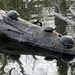 Turtles in arow by congaree