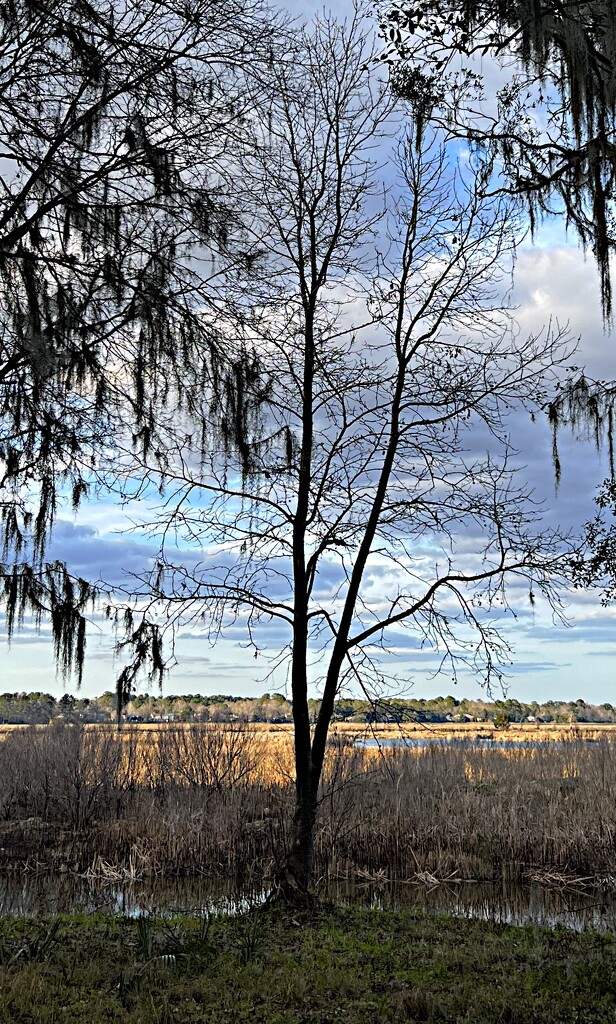 Winter tree and marsh by congaree