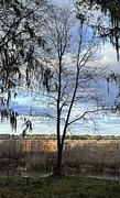 14th Feb 2023 - Winter tree and marsh