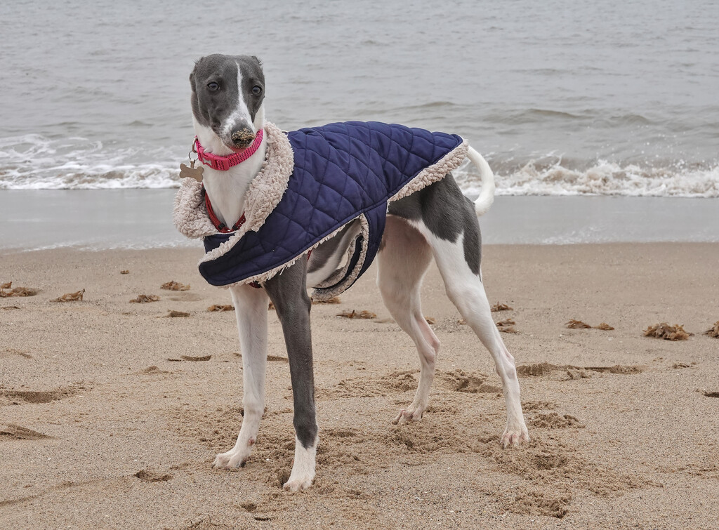 Elsie at the Seaside by phil_howcroft