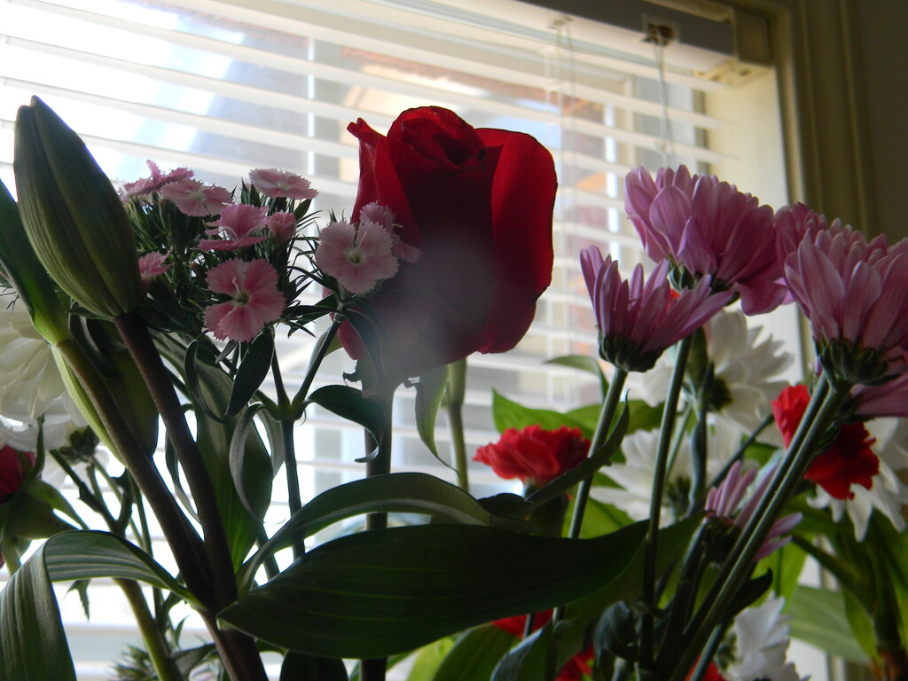 Valentine's Flowers in Living Room by sfeldphotos