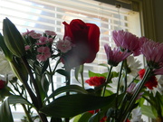 14th Feb 2023 - Valentine's Flowers in Living Room