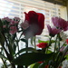 Valentine's Flowers in Living Room by sfeldphotos