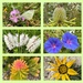 Wildflowers  by gosia