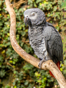 14th Feb 2023 - African Grey Parrot