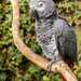 African Grey Parrot by cdcook48