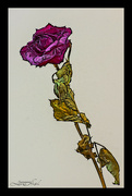 8th Feb 2023 - The Rose