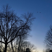 14th Feb 2023 - Bare Trees, Geese, Last Rays
