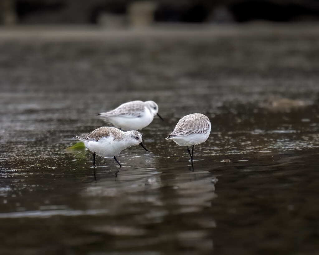 sanderlings by nicoleweg