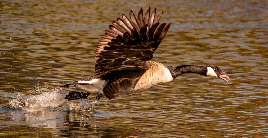 Goose on Take-off! by rickster549