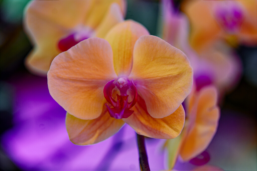 Orange orchid by rminer