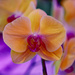 Orange orchid by rminer