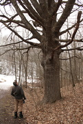 14th Feb 2023 - That’s a big oak tree!