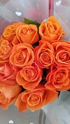 11th Feb 2023 - Roses