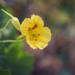 yellow nasturtium  by ulla
