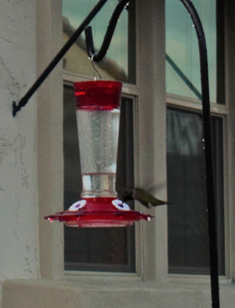 Hungry Hummingbird by sandlily