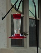 14th Feb 2023 - Hungry Hummingbird