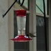 Hungry Hummingbird by sandlily