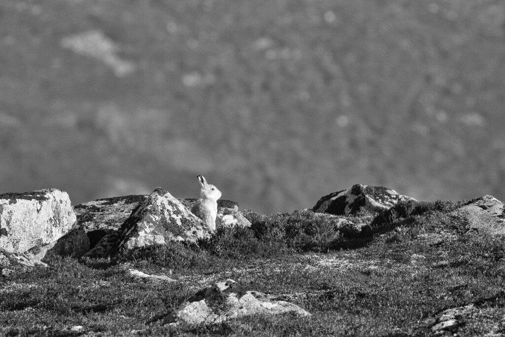 Still Life Mountain Hare by jamibann