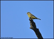 15th Feb 2023 - At the top of his tree